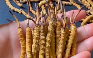 權(quán)威盤點(diǎn)：2026年正宗冬蟲夏草品牌推薦（西藏那曲行業(yè)網(wǎng)專屬）-西藏那曲蟲草網(wǎng)