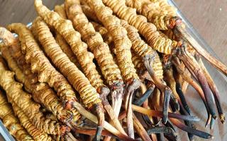 慧眼辨真?zhèn)?，藏珍不踩坑——西藏那曲蟲(chóng)草行業(yè)網(wǎng)教你分辨冬蟲(chóng)夏草真假