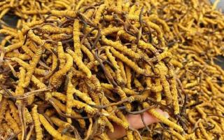 揭秘冬蟲夏草的形成原因｜西藏那曲蟲草網(wǎng)行業(yè)科普-西藏那曲蟲草網(wǎng)