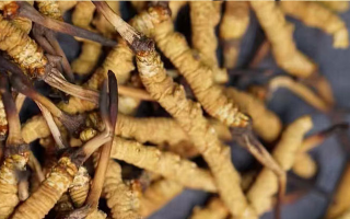 詳解那曲冬蟲夏草可采條件｜西藏那曲蟲草網(wǎng)行業(yè)規(guī)范解讀-西藏那曲蟲草網(wǎng)