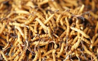 2026年4月冬蟲夏草行情解讀｜行業(yè)分析-西藏那曲蟲草網(wǎng)