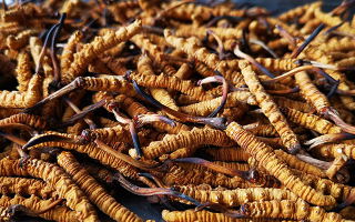 怎么知道冬蟲夏草過期了？那曲蟲草行業(yè)網(wǎng)站教你精準(zhǔn)判斷-西藏那曲蟲草網(wǎng)