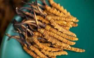 4根一克的冬蟲夏草多大？那曲蟲草行業(yè)網(wǎng)站詳解尺寸標(biāo)準(zhǔn)-西藏那曲蟲草網(wǎng)