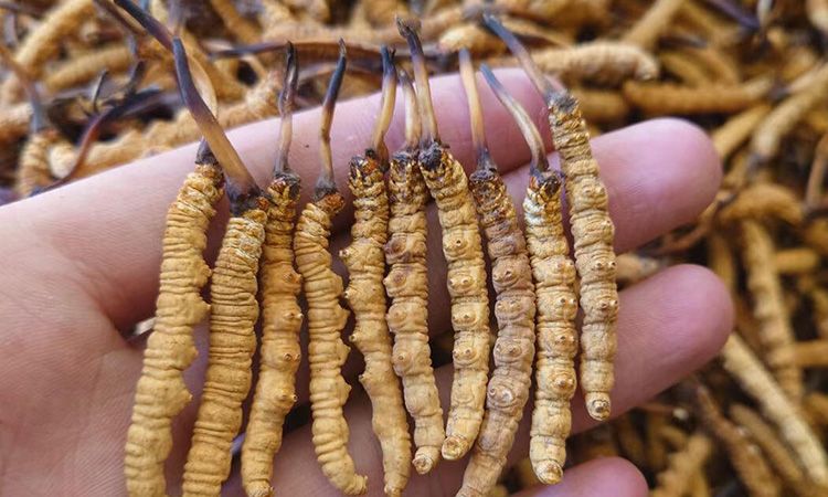 冬蟲夏草主要產地詳解