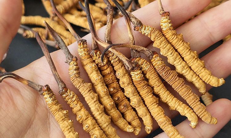 <a href=http://www.1178734b.cn/s/cczjjd target=_blank class=infotextkey>冬蟲夏草真假鑒定</a>