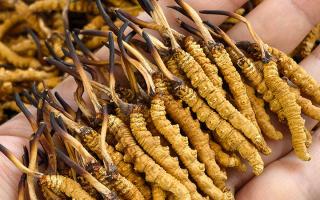 如何才能買到真冬蟲夏草？藏農神草那曲源頭品牌，教你避坑不踩雷