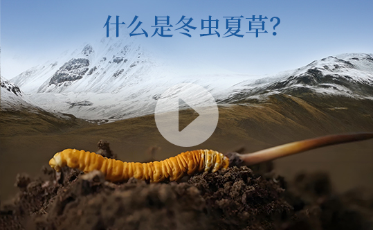 什么是冬蟲夏草-西藏那曲蟲草網(wǎng)