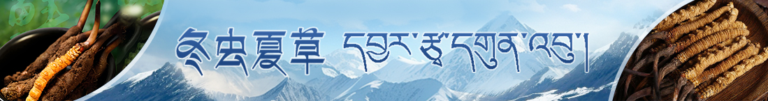 西藏那曲蟲草網(wǎng)公告